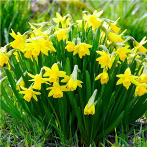 Narcissus (Daffodil Dwarf) Tete A Tete Potted